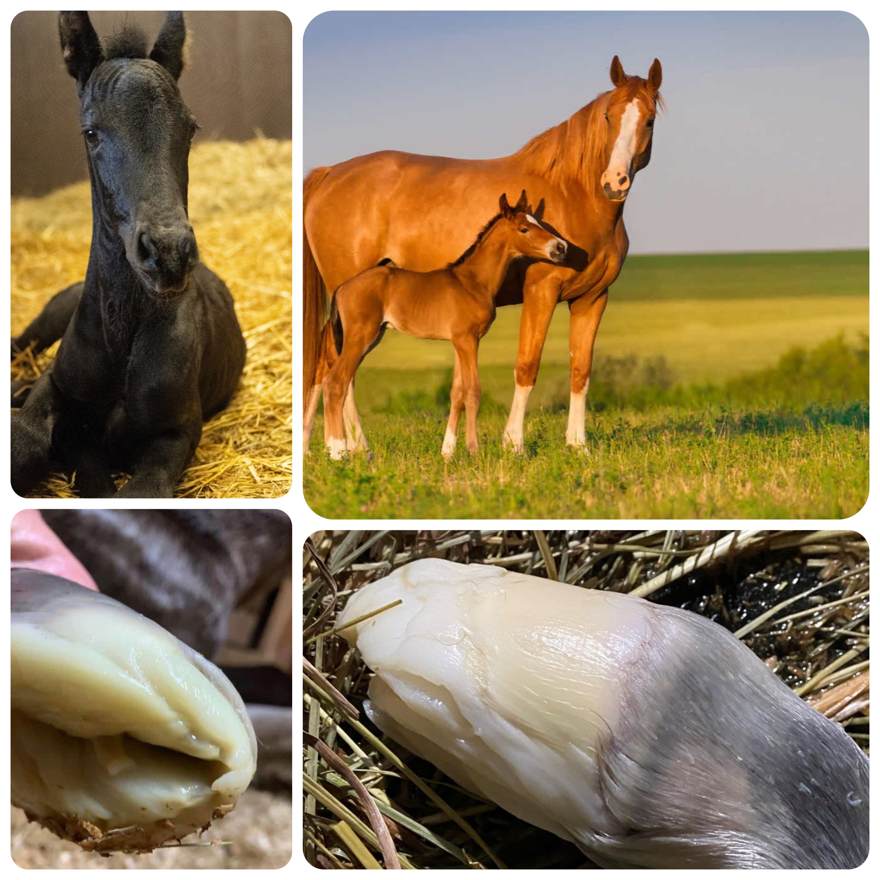 Захисна "подушка" на копитах у новонароджених лошат 🐎